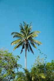 Perangkap pvc berukuran 2m manual teknologi penanaman kelapa, mardi 2009. 259 Pokok Photos Free Royalty Free Stock Photos From Dreamstime