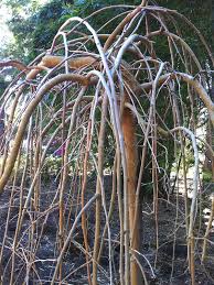 3m dense weeping tree becoming wider with age moderate growth rate. Weeping Mulberry Tree Morus Alba Pendula Urban Perennials