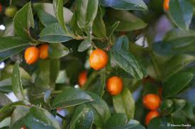 Image result for Cassinopsis tinifolia