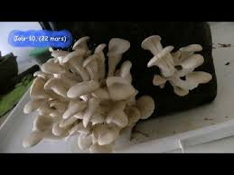 Epingle Sur Champignons Culture