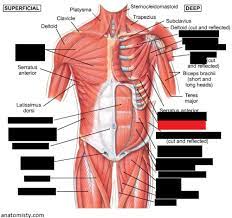 The muscles of the abdomen were slightly less clear and seemed to run into each other, making it harder to differentiate between them. Muscles Of The Chest And Abdomen Flashcards Quizlet