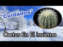 Cómo cultivar y cuidar los cactus usos de los cactus en jardinería los cactus o cactos son plantas pertenecientes a la familia botánica de las cactáceas 1.8 ¿cómo se tienen que regar los cactus en invierno? Cactus En El Invierno Cuidados Youtube