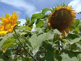 3jawara tunas agroindo didirikan pada tahun 2016, dan pendahulunya adalah 3jawara sunflower seeds. Bibit Bunga Matahari 300 Biji Lazada Indonesia
