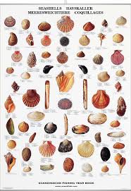 Seashell Poster