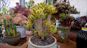 Image result for Monadenium pedunculatum