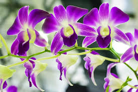 Image result for Orchidaceae