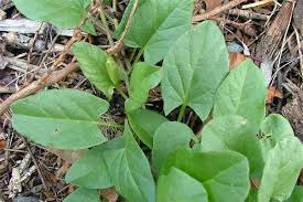 Image result for Convolvulus arvensis
