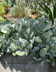 Image result for Cotyledon barbeyi
