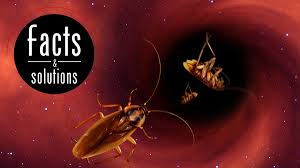 How To Get Rid Of German Roaches Step By Step Cockroach Facts