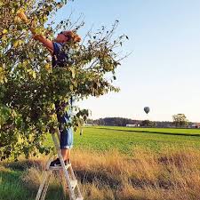 Ru Auf Unserem Grundstuck Stehen Zwei Apfelbaume Eine Zwetschgen Und Ein Pfirsichbaum Hier Sammele Ich Die Letzten Zwetschgen Und Offne Bald Apfelku In 2020 Instagram
