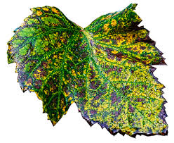 Malvorlage blatt kostenlose ausmalbilder zum ausdrucken. 300 Kostenlose Weinlaub Und Herbst Bilder Pixabay
