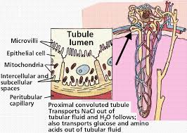 Check spelling or type a new query. Excretory System