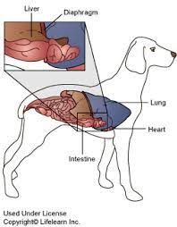 In a puppy, an umbilical hernia is a structural weakness in the abdominal wall. Diaphragmatic Umbilical Hernias In Dogs Saint Francis Veterinary Center Of South Jersey