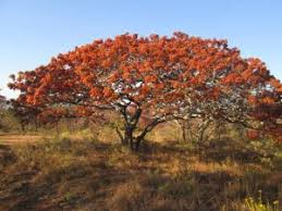 Image result for Pleurostylia capensis