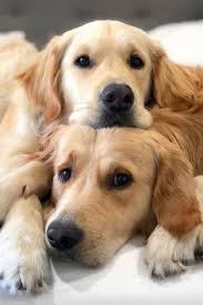 If you know this breed is right for you, check out the akc marketplace for golden retriever puppies. 20 Crafts Ideas In 2021 Dogs Golden Retriever Cute Dogs And Puppies Soul Love Quotes