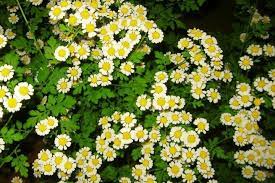 Feverfew Medicinal Herb For Migraines Medicinal Herbs Herbs Plants