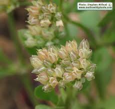 Image result for Polycarpon tetraphyllum