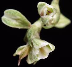 Image result for Fallopia convolvulus