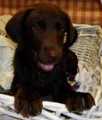 We specialize in breeding for english style labrador puppies, with all canines registered with the american kennel club (akc) and precisely bred for the ideal temperament. Chocolate Labrador Retriever Puppy Akc Lab Puppies For Sale Phoenix Az For Sale In Scottsdale Arizona Classified Americanlisted Com