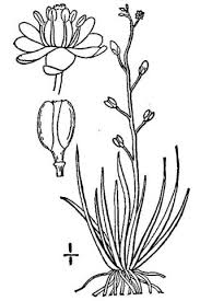 Image result for Subularia