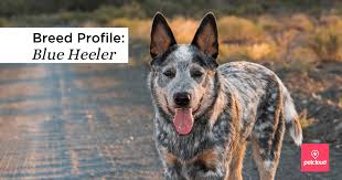 A larger dog would be more costly. The Blue Heeler And Australian Cattle Dog Breed Profile