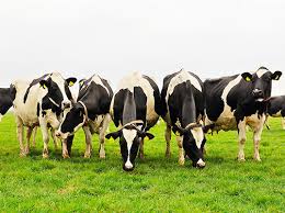 Garlic May Be The Key To Reducing Cow Methane Emissions Methane Emissions Cow