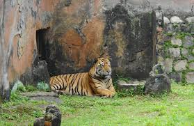 Seekor singa angola berada di kandangnya di taman zoologi attica di spata, dekat athena, yunani. Kebun Binatang Ragunan Aone Hotel Com