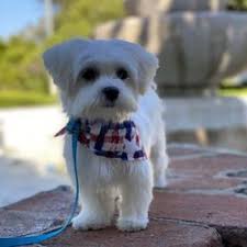 When you need grooming services for your dog or cat, turn to arfordable pet grooming. Pet Groomers In San Fernando Yelp