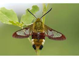Der hummelschwärmer | die hummelschwärmer. Insekten Sachsen