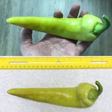 Largest Banana Pepper I Have Ever Grown Gardening Garden Diy Home Flowers Roses Nature Landscaping Stuffed Peppers Stuffed Banana Peppers Large Banana