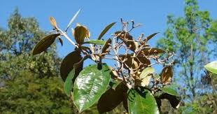 Cha De Canela De Velho Beneficios E Maleficios Canela De Velho O Que E E Para Que Serve Canela De Velho Canela Beneficios Cha De Canela