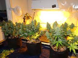 We did not find results for: 5 Reasons Hps Grow Lights Still Dominate Grow Weed Easy