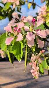 Image result for Bauhinia monandra