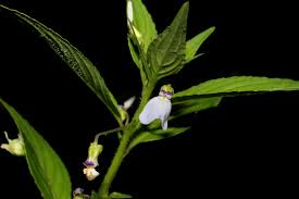 Image result for Violaceae