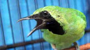 Burung cucak hijau yang dipelihara untuk rumahan maupun dilombakan, sangat rentan mengalami masalah ini. Harga Cucak Ijo Paling Lengkap Terbaru Update Bakicau