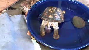 PENIS FANNING MAY SCARE YOU !!!! Box Turtle Care-Sparky - YouTube