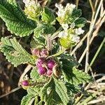 Image result for Lippia javanica
