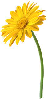 Yellow Gerbera Flower Png Clip Art Image In 2021 Gerbera Flower Gerbera Art Images