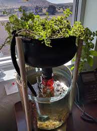 Aquaponics 5 Gallon Jug Aquaponic