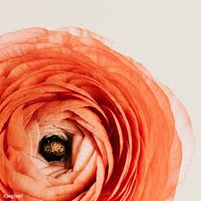 Download Premium Image Of Blooming Pink Ranunculus Flower 2273548 Macro Photography Flowers Flowers Pink Rose Flower