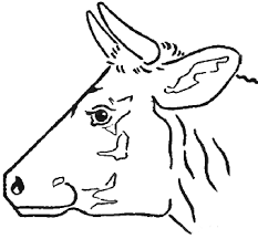 How To Draw Cow S Face And Head With Step By Step Drawing Tutorial How To Draw Step By Step Drawing Tutorials In this video tutorial you can learn how to draw cows and other similar animals, from hello friends how to draw a cow draw for easy speed drawing draw for cow subscribe to my channel to get more drawing videos. head with step by step drawing tutorial