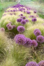 Allium En Stipa In 2020 Garten Pflanzen Garten Bepflanzung