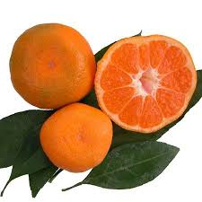 Mandarinier Satsuma Citrus Fruit Trees Satsuma