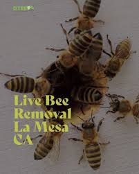 Safe ways for pest control in and around your home pest from www.pinterest.com. D Tek Live Bee Removal Offers Free Estimates And Inspections In La Mesa Rapid Same Day Service Is Usually Available Don T Hesit Bee Removal Bee How To Remove