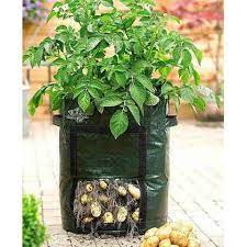 Namun demikian pokok akan pulih semula tanpa penggunaan racun perosak. Terlaris Polybag Bibit Tanaman Umbi Kentang 45 Liter Potato Planter Bag Shopee Indonesia