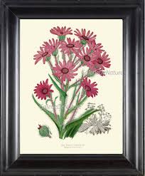 Image result for Senecio speciosus