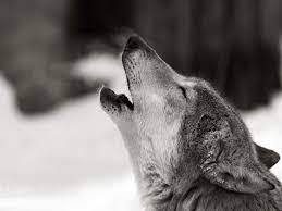blue fuzzy wuff on twitter wolf wallpaper wolf pictures wolf photos