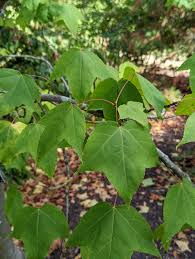 Image result for Liquidambar formosana
