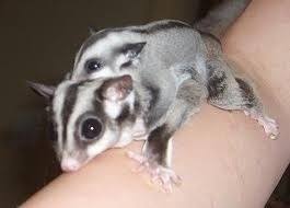 Petition Legalize Sugar Gliders As Pets In California Change Org