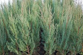 The blue arrow juniper is a wonderful narrow accent plant, reaching 10 or 12 feet tall, while staying no more than 2 feet wide. Juniperus Blue Arrow Emerald Plants